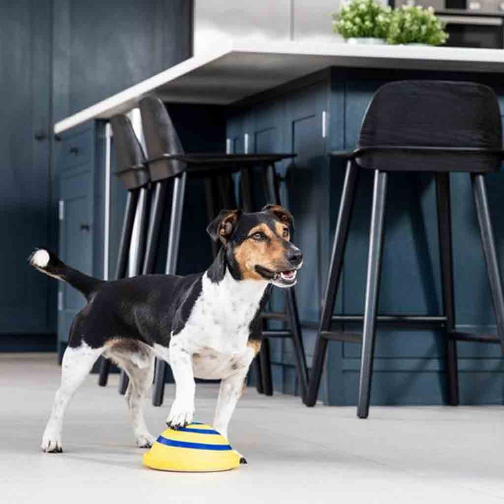 Woof Glider Sounding Disc Toy for Dogs