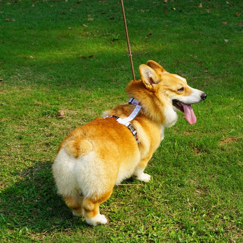 Dog Harness with Hand Holding Rope