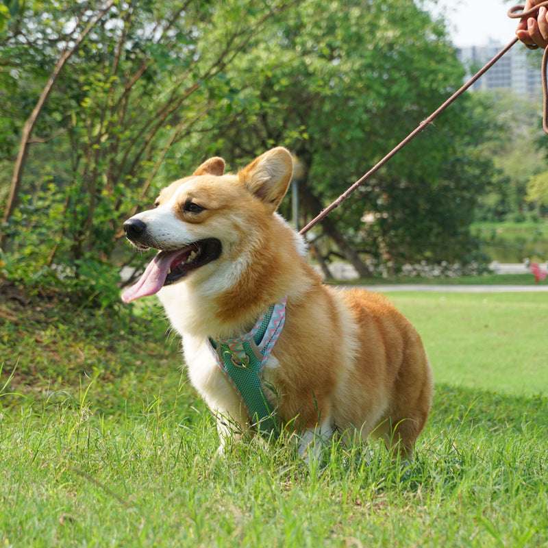 Dog Harness with Hand Holding Rope