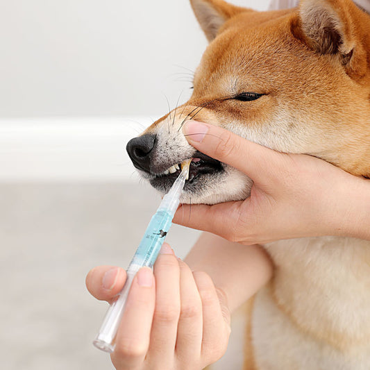 Pet Dental Repair Kit - Teeth Cleaning Pen