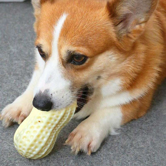 Squeaky Rubber Peanut Chew Toy for Pets