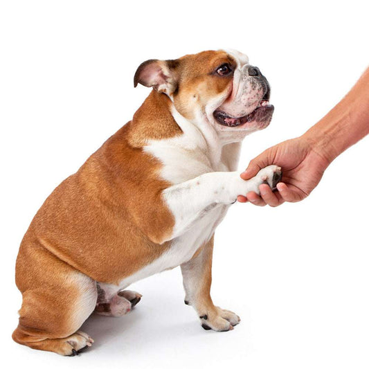 Dog Foot Cup Paw Washer Cleaner Dog Cat Foot Cleaning Brush Soft Silicone Dog Paw Cleaning Tool Pet Paw Cleaning Bucket Supplies